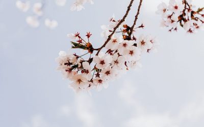 Cuando vuestro sueño se convierte en el mío, nace PARANOLVIDAR